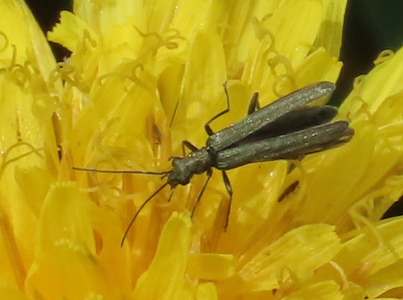Oedemera-lurida